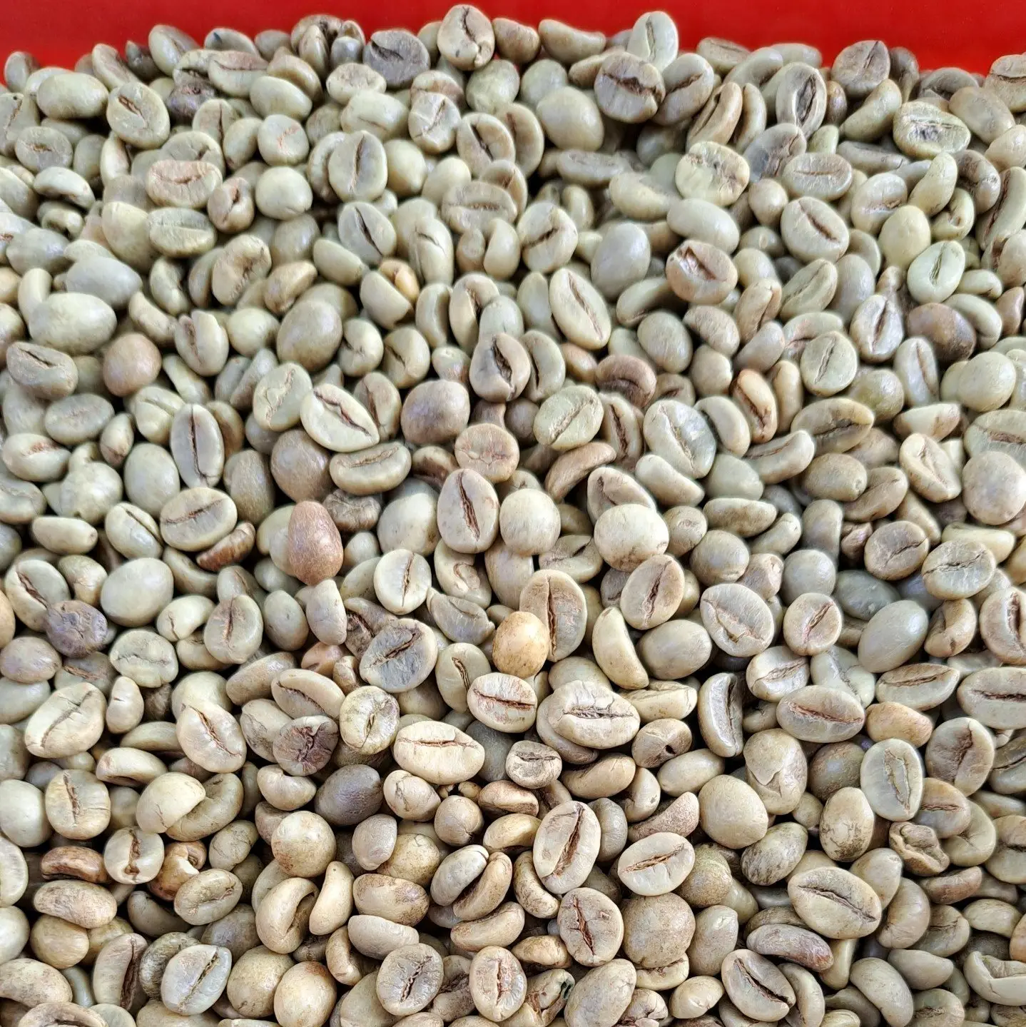 Robusta Coffee Beans 18 обжаренные кофейные бобы Robusta Vietnam дешевые оптом для продажи