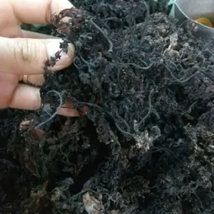 HOT SELLING ITEM 2023 - SARGASSUM SEAWEED 100% NATURAL SEAWEED FROM VIETNAM SUPPLIER WITH TOP QUALITY AND COMPETITIVE PRICE