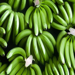Plátanos Cavendish Verdes Frescos Orgánicos al por Mayor, Grado A, Naturalmente Dulces, 10 kg, Exportación de Ecuador, Cadena de Frío Lista para Enviar - Product Image 5