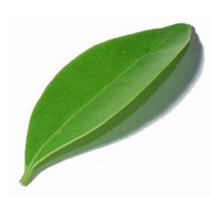 ใบทุเรียนเทศแห้งปราศจากสารเคมีปลอดสารพิษ - Product Image 4