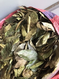 Hoja de guanábana seca seleccionada para programas de infusiones, tiendas de bebidas y requisitos de suministro de alto volumen consistentes - Product Image 5