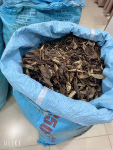 Operculum de Murex Más Vendido, Piezas Pulimentadas y Duraderas, Perfectas para Manualidades, Joyería, Decoraciones de Resina y Materiales de Bricolaje - Product Image 6