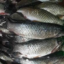 Poisson Rohu Congelé de Qualité Supérieure, Faible Teneur en Sel et en Glucides, Procédé BQF, à Vendre - Product Image 3
