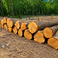 Bûches de chêne blanc européen |   Bois dur durable pour la construction et les revêtements de sol