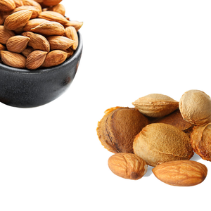 Noyau d'abricot | Séché et classé pour un rendement en huile constant - Product Image 6