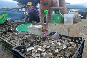 Premium White Oyster Shell Clean, secado al sol, listo para la exportación - Product Image 6