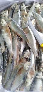 Espigas de pescado secas de alta calidad, los mejores proveedores, producto en Stock seco, pescado de gran calidad, redondo, pescado seco del Caribe, pescado listo para vacaciones, en venta - Product Image 3