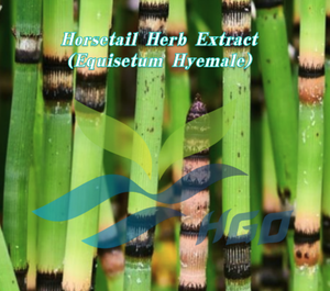 Extrait d'herbe de cheval (Equisetum Hyemale) pur et naturel de qualité alimentaire, fourni directement par l'usine HGO, rapports d'extraction 5:1, 10:1, 20:1 - Product Image 2