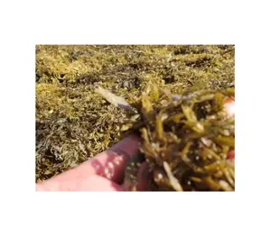 सरगैसम समुद्री शैवाल / भूरा शैवाल बड़े पत्ते वाली समुद्री शैवाल / वियतनाम से प्राकृतिक रूप से सरगैसम समुद्री शैवाल पाउडर