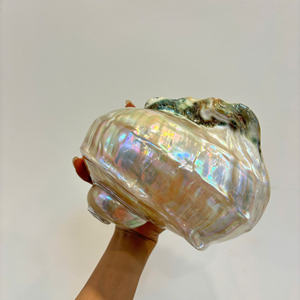 Tamaños surtidos de conchas marinas para la fabricación de velas, decoración de jabón y proyectos de manualidades de bricolaje suministrados desde Vietnam - Product Image 5