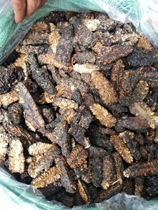 ผลไม้ noni แห้งไม่ใช้สารเคมีชาผลไม้โนนิแห้ง Morinda citrifolia ที่มาจากผลไม้ในเวียดนาม - Product Image 6