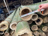 VENTE EN GROS POLE EN BAMBOU VERT CUBES EN BAMBOU PETIT ET GRAND DIAMÈTRE POCHE EN BAMBOU DE GRANDE QUANTITÉ DU VIETNAM