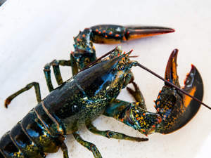 Homards frais vivants à vendre - Product Image 6