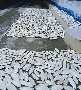 Hueso seco de alta calidad para pájaros, hueso de sepia para alimentación animal, hueso de sepia blanco Natural - Product Image 3