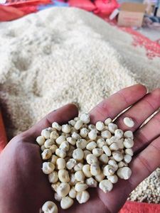 Meilleur choix Graines de maïs cireux séchées biologiques de haute qualité pour une cuisine saine, l'industrie des céréales, des collations, l'exportation en vrac et la vente en gros - Product Image 3