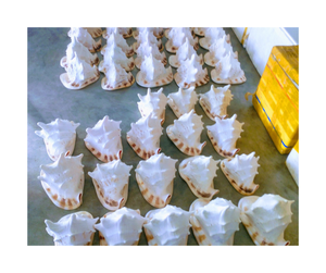 Precio de fábrica Casco de gran tamaño Shell de Vietnam-Casco hecho a mano Seashell para decoración y distribuidores - Product Image 5