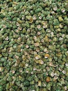 เปลือกหอยทะเลผสมเปลือกหอยชายหาดหลายขนาดหอยเชลล์หลากสีคุณภาพสูงรูปแบบสวยงามและราคาถูกส่งออก - Product Image 4