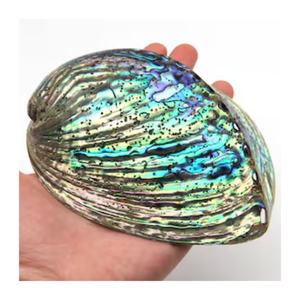 Vietnam Natural <b>Abalone</b> <b>Shell</b> Polished Iridescent Gemstone Beads for Jewelry DIY and Ocean Inspired Decoration - Product Image 2