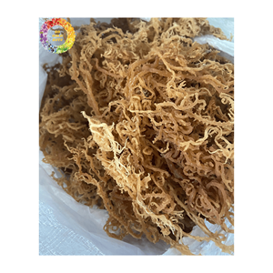 Premium Unsalted <b>Dried</b> Sea <b>Moss</b> Seaweed, Golden Irish <b>Moss</b> for Seamoss Gel, 25kg Bulk Packing, Wildcrafted Chondrus Crispus - Product Image 5