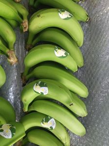 Vente en gros de bananes cavendish fraîches de qualité supérieure toute l'année type cavendish bons prix au Vietnam pour l'exportation - Product Image 2