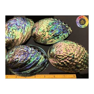 เปลือกหอยเป๋าฮื้อธรรมชาติทำจากวัสดุงานฝีมือสำหรับตกแต่งบ้านผลิตภัณฑ์งานฝีมือเปลือกหอยสัมผัสจริง - Product Image 3