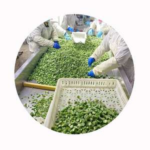 100% gombo congelé naturel pour l'exportation dans le monde entier du Vietnam - Product Image 4