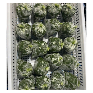 Hoja de yuca congelada sostenible y fresca 100% cosechada y empaquetada cuidadosamente, hoja de yuca congelada con auténtico sabor para cocinar - Product Image 6