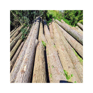 Grumes de peuplier de haute qualité à vendre en vrac à des prix compétitifs - Product Image 3