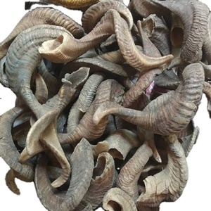 Corne de bélier Corne de bélier finie Corne de bélier brute stockée chez A Z Crafts - Product Image 1