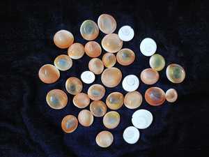 Miniconchas marinas naturales ideales para ser usadas por diseñadores de joyas y proyectos artesanales, adecuadas para ser revendidas por Sea Shell Stores - Product Image 3