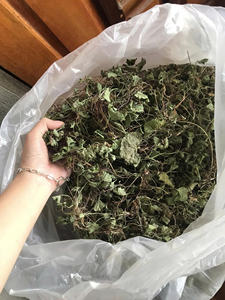 CHAUDE 2024 EXPORTATIONS DU VIETNAM FEUILLES D'AROTE À PENNIÈRE SÉCHÉES/FEUILLES DE CENTELLA ASIATICA POUR SOUTENIR LA SANTÉ ET FOURNIR LA NUTRITION DU CORPS - Product Image 2