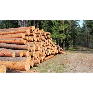 Suministro a granel de madera blanda, fresco e ideal para aplicaciones de construcción y embalaje - Product Image 1