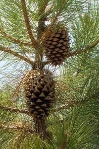 เครื่องประดับ Pinecone เพิ่มรูปลักษณ์ที่ดูเป็นธรรมชาติแบบชนบทที่สมบูรณ์แบบสำหรับโครงการงานฝีมือคริสต์มาสพวงมาลาวันหยุดและการแสดงตามฤดูกาลที่มีสไตล์ - Product Image 4