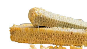 ENSILAJE DE MAÍZ ALTO EN PROTEÍNA AL POR MAYOR PRECIO BARATO // MAZORCA DE MAÍZ A BAJO PRECIO DE VIETNAM 2024 // MAZORCA DE MAÍZ DE ALTA CALIDAD PARA FERTILIZANTE - Product Image 2