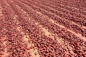 Fèves de cacao torréfiées Forastero à vendre | Graines de cacao fermentées biologiques et naturelles pour l'exportation et la transformation - Product Image 2