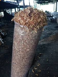 กุ้งแอฟริกันแช่แข็งขายส่ง IQF อายุการเก็บรักษา 12 เดือน มีสินค้าในสต็อก - Product Image 5
