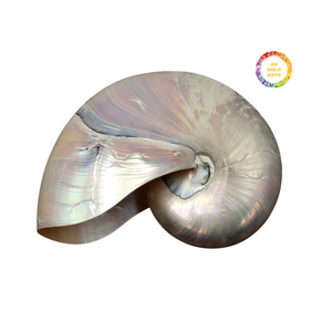 Concha de Nautilus Espiral Natural para Decoración de Interiores, Adecuada para Exhibición Decorativa, Artesanía y Diseño Creativo - Product Image 1