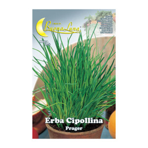 Semi Orto Erba Cipollina FERX.76221 - Product Image 1