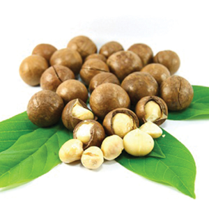 Noix de macadamia biologiques de qualité supérieure haute nutrition fruits tropicaux emballés sous vide crus bons pour la santé fabriqués au Vietnam - Product Image 2