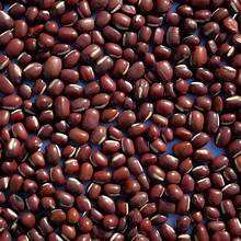 APOYO INMUNE A BASE DE PLANTAS DE GRANO INTEGRAL PURE RED SUPERALIMENTO - Product Image 5