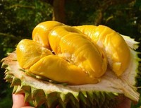 Verse Durian Uit Vietnam: Beste Kwaliteit, Beste Prijs
