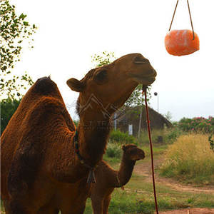 Pakistán fabricación pura Natural Himalaya Rosa Animal lamer sal lámpara tallada flor estilo venta en línea artesanías naturales - Product Image 4