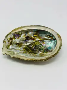 Bholi Sage Plus Premium Kwaliteit Topkwaliteit Hot Selling Kleine Abalone Shell Hoge Eisen Product Gemaakt In De VS