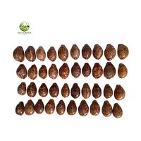 Coquillages de Cauris Naturels Écologiques du Vietnam pour Bricolage Décoratif Moderne – Coquillages Marins en Gros du Vietnam pour Artisanat et Décoration de Maisons Côtières