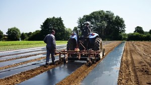 Película de Plástico para Acolchado Agrícola, Tipo Extrusión, Estilo Moldeado por Rodillos, CT-M001 Negro, CENPLAS de Vietnam, Servicio OEM - Product Image 4