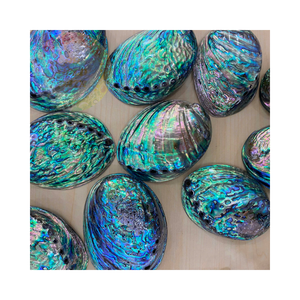 เปลือกหอยเป๋าฮื้อธรรมชาติขายส่งเหมาะสำหรับเครื่องประดับงานประดิษฐ์และตกแต่งบ้าน - Product Image 5