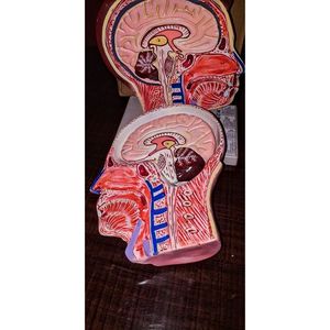 Modèle anatomique de tête et de cou en PVC avec musculature pour la formation en école de médecine, modèle cérébral pour les sciences médicales - Product Image 3