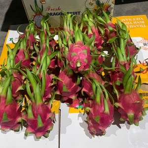 Fruta del Dragón Fresca de Alta Calidad de Vietnam - Pulpa Roja y Blanca - Product Image 2