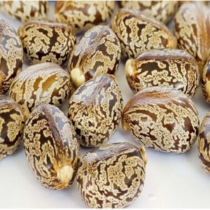 Semillas de Ricino Premium al por Mayor, Crudas, Naturales, Marca Personalizada, Alta Calidad, Agricultura, Entrega Rápida, Mejor Precio, Origen Tailandés, 2 Años de Caducidad - Product Image 2