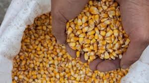 ข้าวโพดแห้งชนิดไม่เหนียวเหนอะหนะ คุณภาพสูง ขายส่งจำนวนมาก สต็อกสดใหม่ สำหรับอาหารและอาหารสัตว์ - Product Image 2